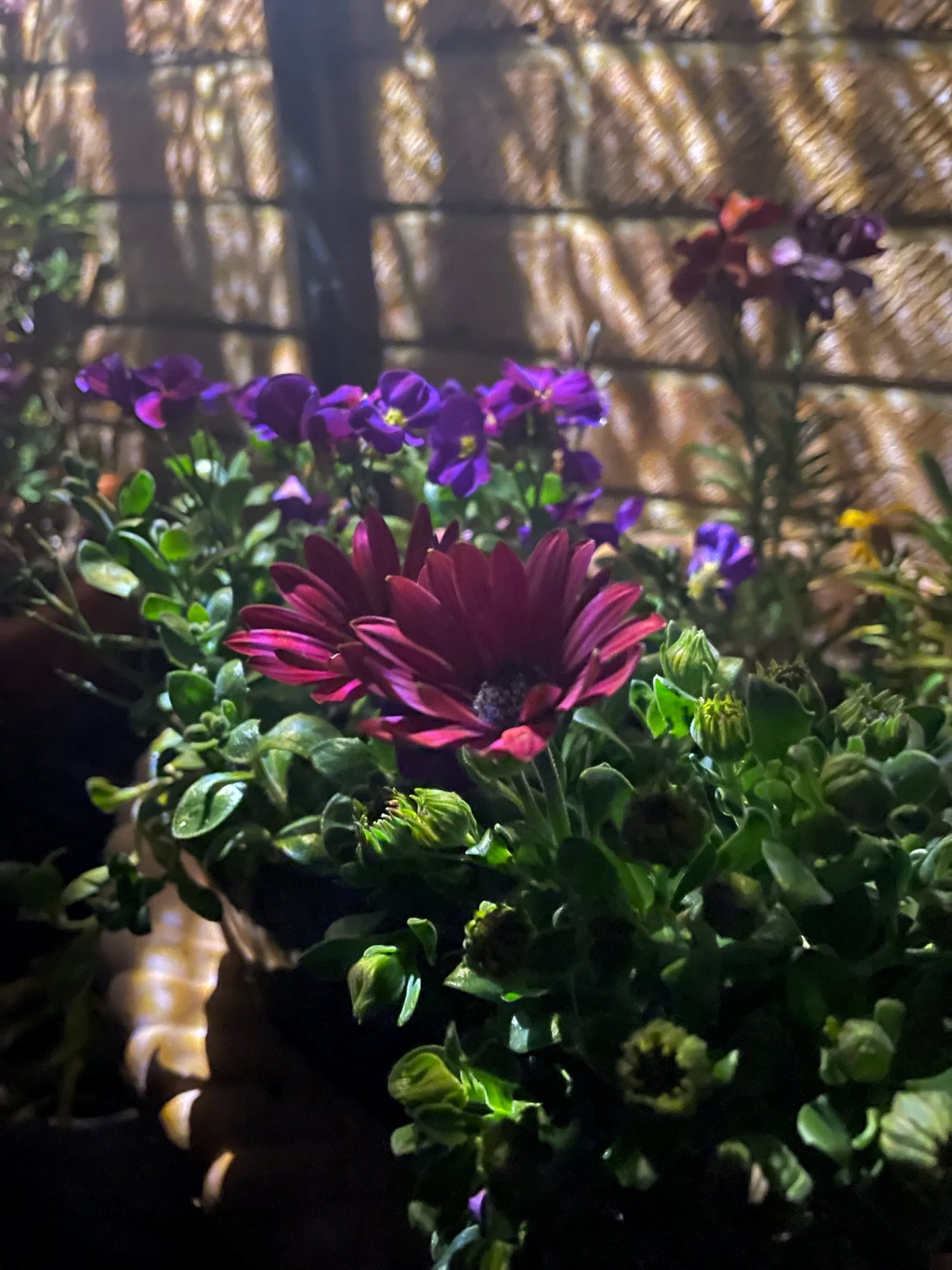 A close-up of container planting in warm evening light, a deep magenta osteospermum and purple aubrieta against a woven willow screen in a North London garden.
