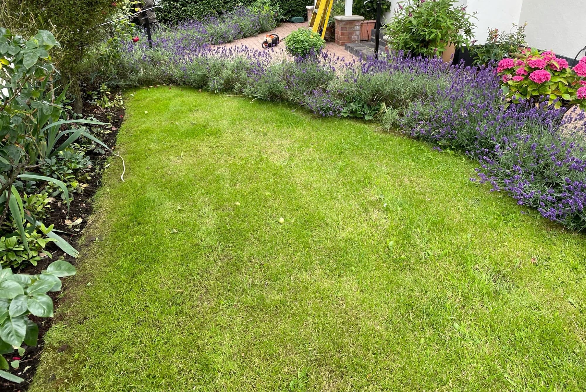 A drought-tolerant flower thriving in a London garden through summer