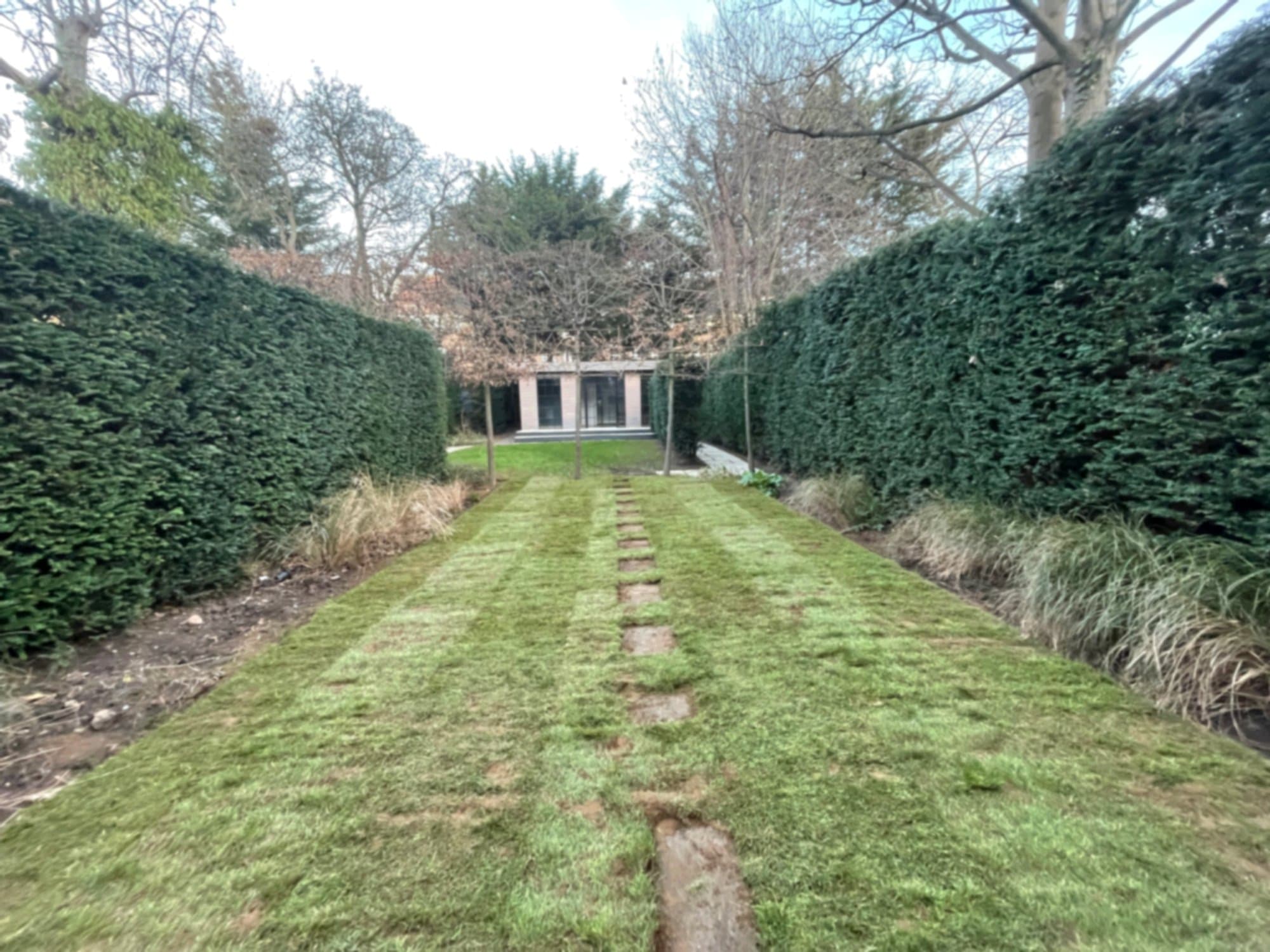Young grass coming through evenly across the freshly prepared lawn