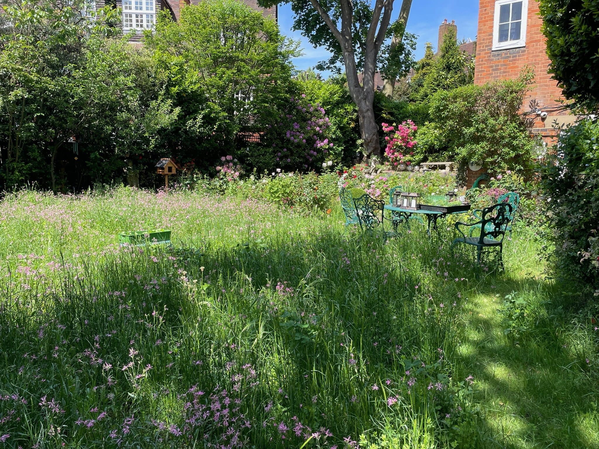 The meadow coming into bloom, wildflowers appearing through the new sward