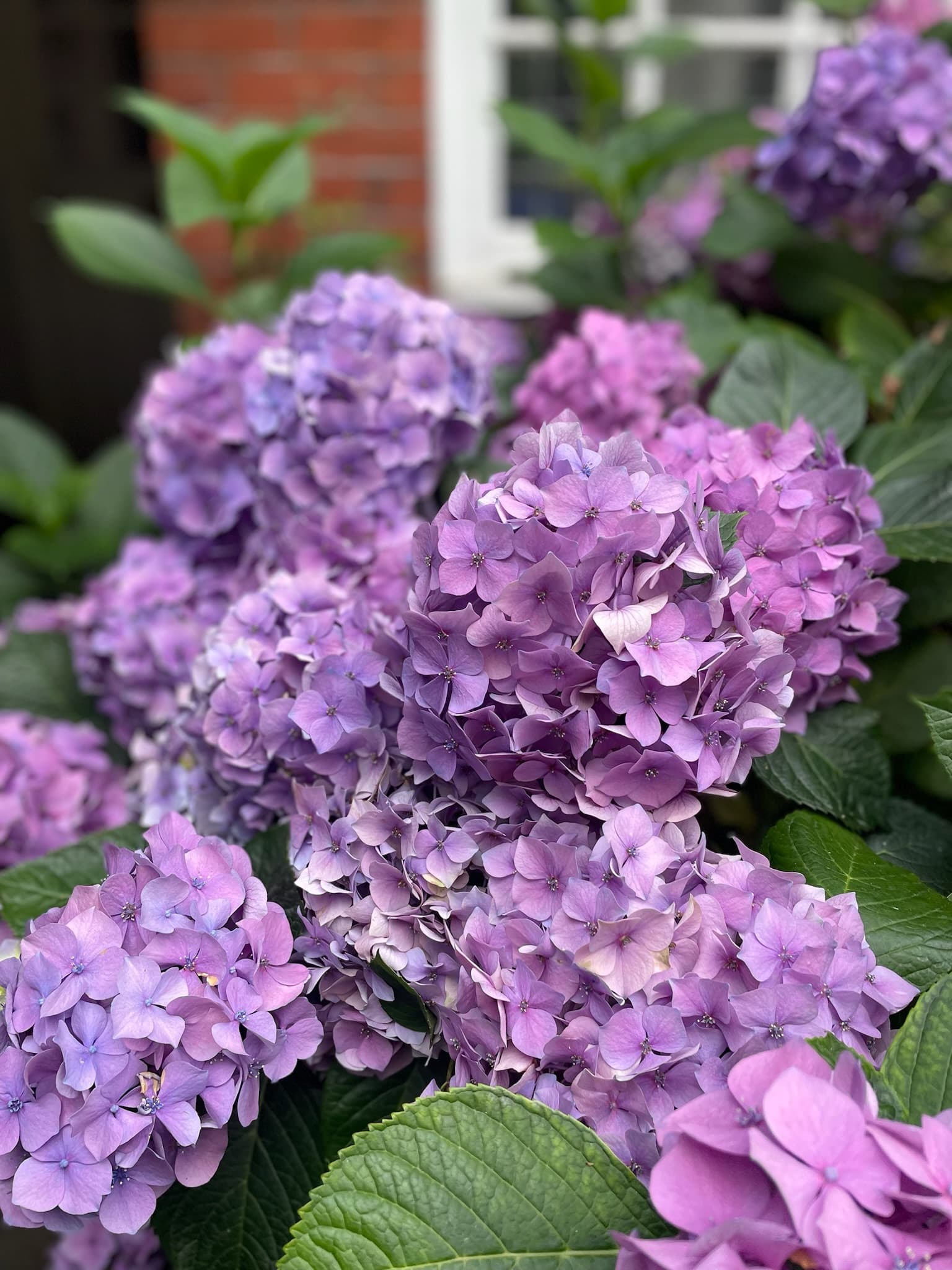 Purple hydrangeas in full bloom in front of a red brick period house — a garden Pullinger Landscapes maintains