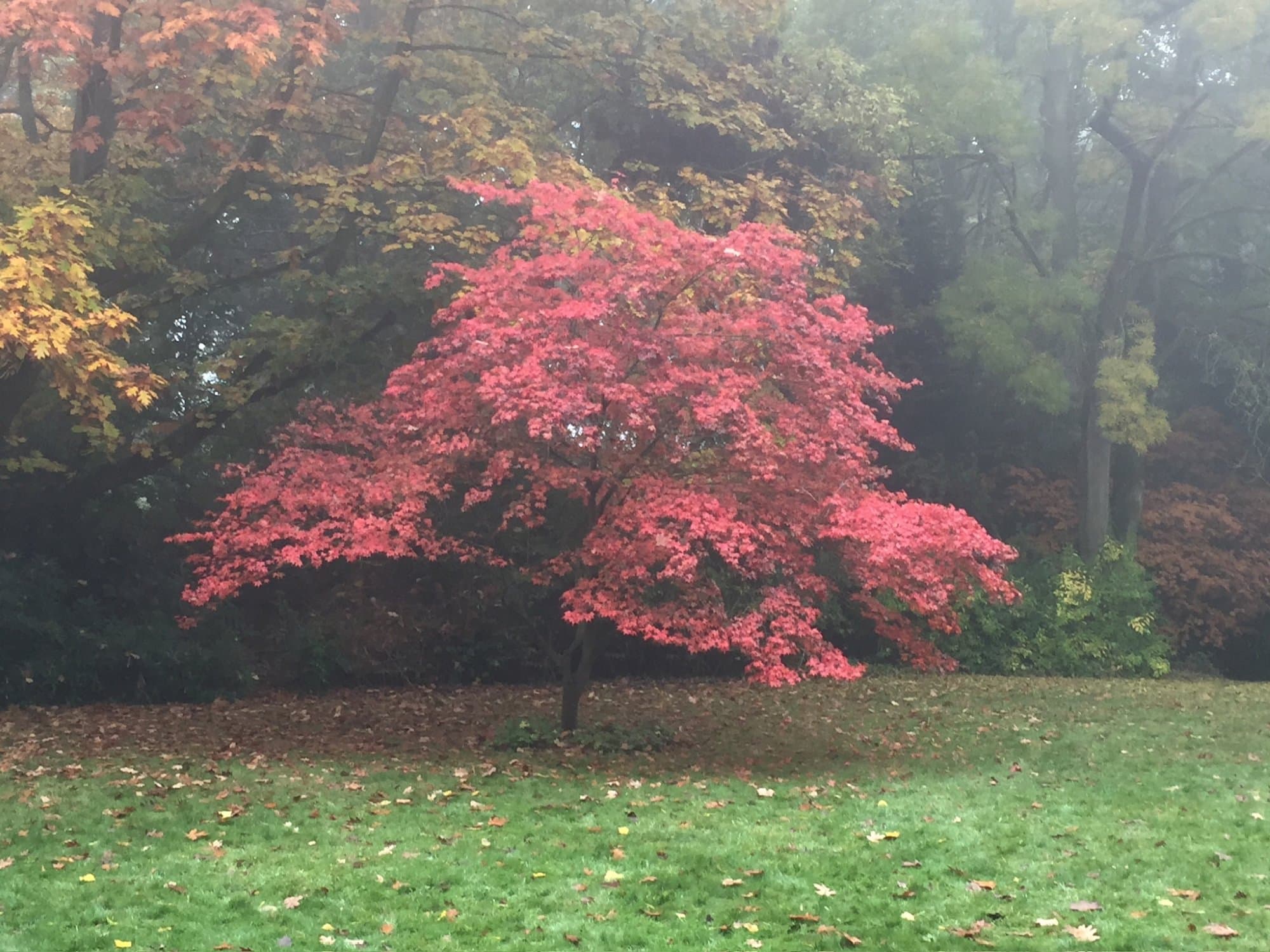 A Japanese maple in vivid crimson autumn colour on a leaf-strewn lawn, with misty golden and green trees behind, in a North London garden.