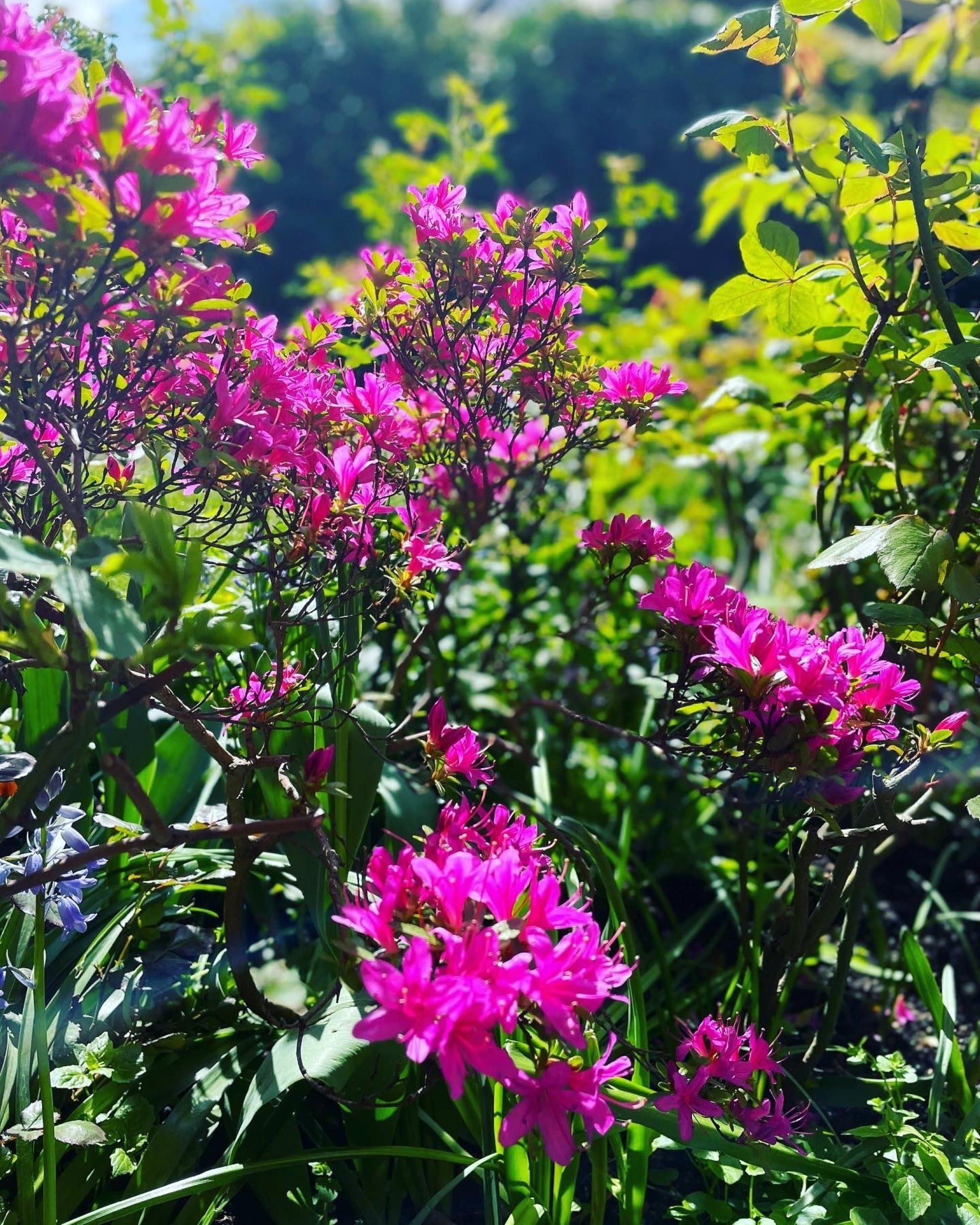 A sunlit spring border of vivid magenta azaleas in full bloom among fresh green foliage and bluebells in a North London garden.