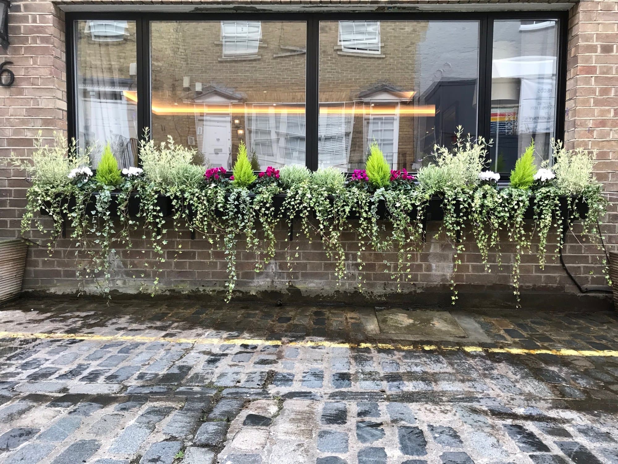 A long run of densely planted window boxes, trailing ivy, dwarf conifers, silver herbs and cyclamen, along a brick mews-house wall on a cobbled North London street.
